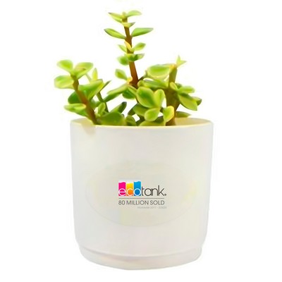 Assorted Succulents in White Pot